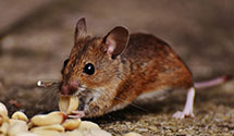 24 Hour & Emergency Exterminators in Yuma, AZ